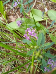 Medicago sativa