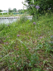 Medicago sativa