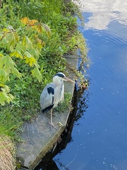Ardea cinerea