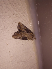 Lateroligia ophiogramma