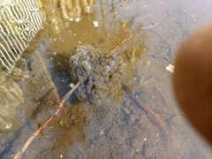 Rana latastei