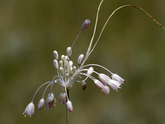 Allium podolicum