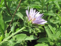Aster amellus bessarabicus