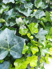 Hedera helix