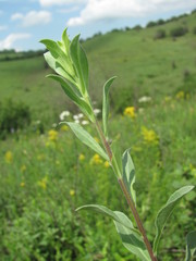 Aster amellus bessarabicus