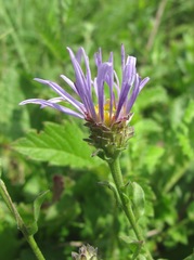 Aster amellus bessarabicus