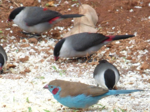 Red-cheeked Cordonbleu