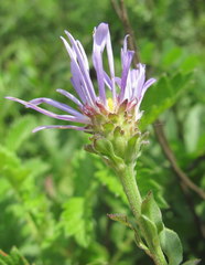 Aster amellus bessarabicus