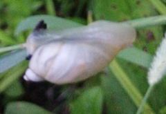 Succinea lauta