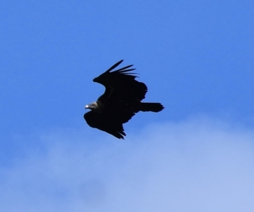 Rüppell's Griffon