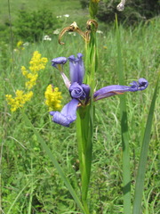 Iris notha