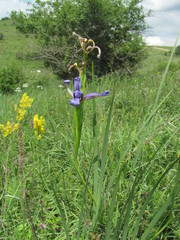 Iris notha