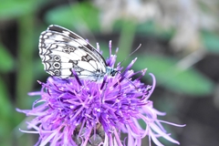 Melanargia