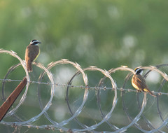 Pitangus sulphuratus