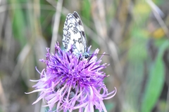 Melanargia