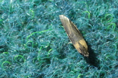 Sciota fumella