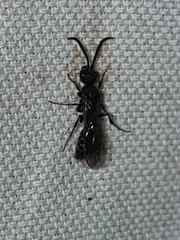 Myrmosa unicolor