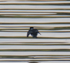 Chloroceryle americana