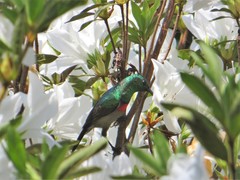 Cinnyris chalybeus subalaris