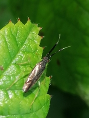 Heterotoma planicornis