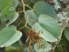 Piliostigma