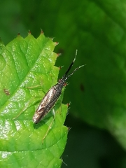 Heterotoma planicornis