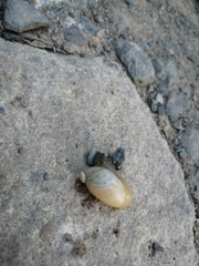 Succinea lauta