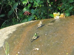 Cinnyris chalybeus subalaris