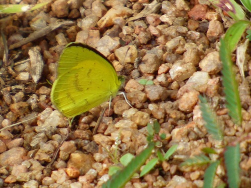 Broad-bordered Grass Yellow
