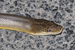 Liasis fuscus
