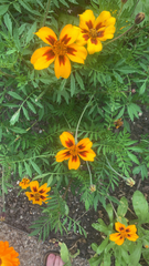 Tagetes lunulata