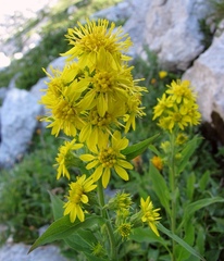 Solidago virgaurea minuta