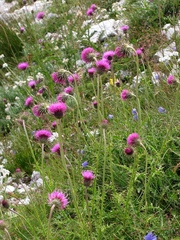 Carduus defloratus tridentinus