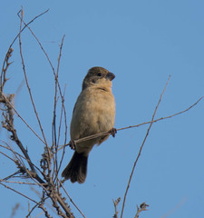 Sporophila morelleti