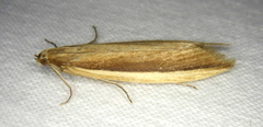 Donacaula albicostellus