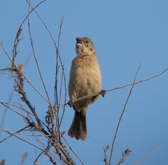 Sporophila morelleti