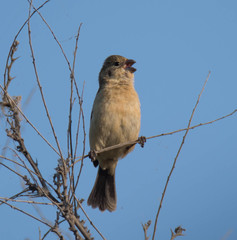 Sporophila morelleti