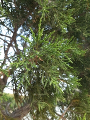 Juniperus excelsa
