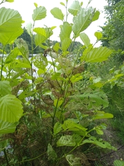 Alnus glutinosa