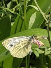 Pieris napi