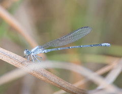 Argia moesta