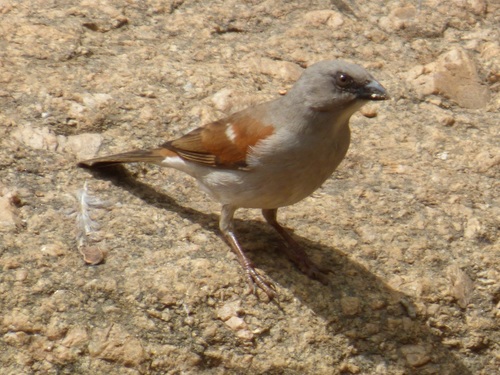 Northern Grey-headed Sparrow