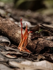 Clavulinopsis sulcata