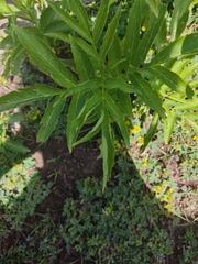 Sambucus ebulus
