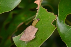 Capila translucida