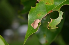 Capila translucida