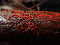 Willkommlangea reticulata