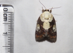 Negritothripa orbifera