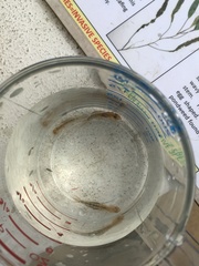 Oniscigaster distans