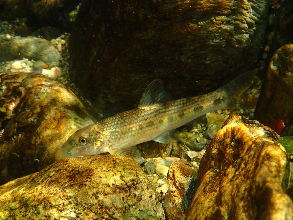 Languedoc Gudgeon